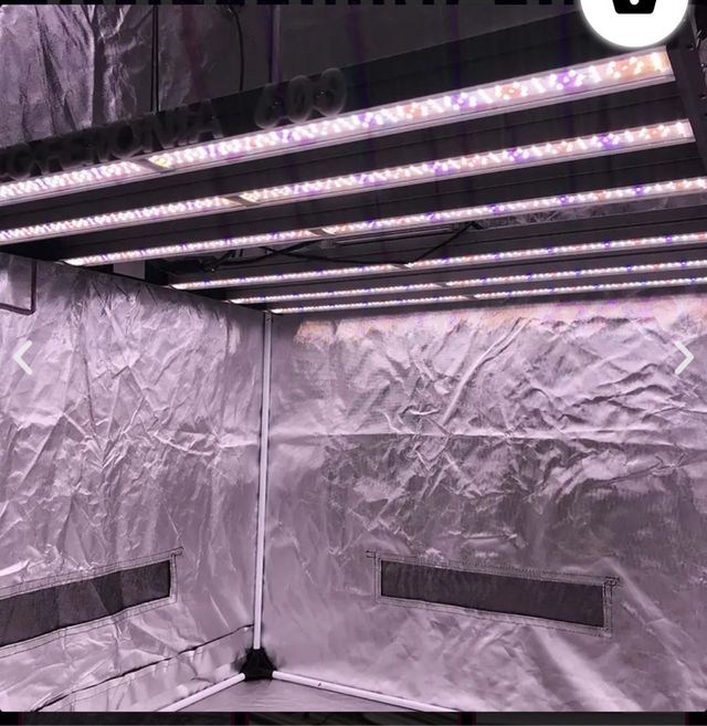 Lote de autoCultivo Indoor