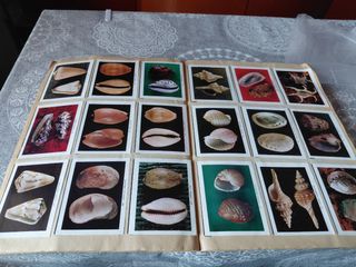 Álbum de cromos vintage.