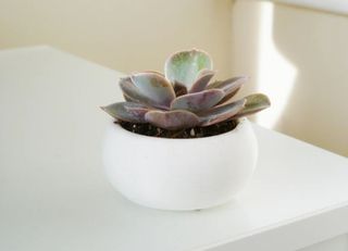 Maceta redonda (blanco o negro)