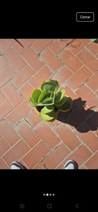 Planta suculenta en maceta de barro