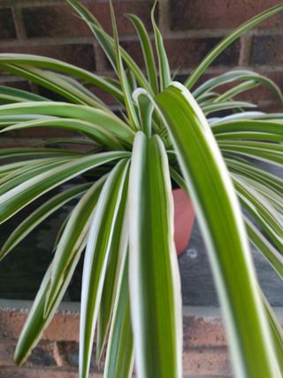 Planta de interior con hojas verdes y blancas