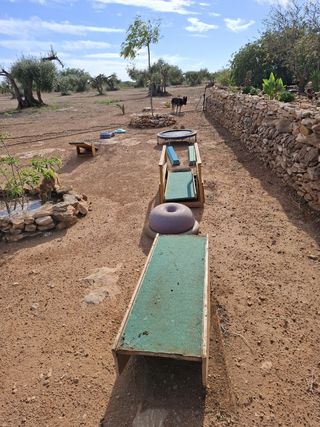 Pista de obstáculos para perros.