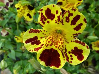 Mimulus hybrida - Fiore Scimmia