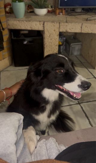 PASEADORA CANINA segur de calafell (y alrededores)