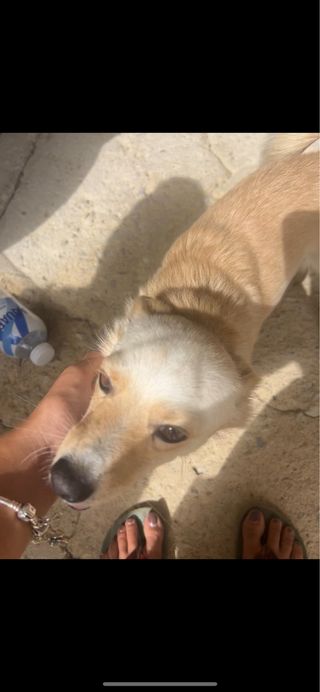 PASEADORA CANINA segur de calafell (y alrededores)