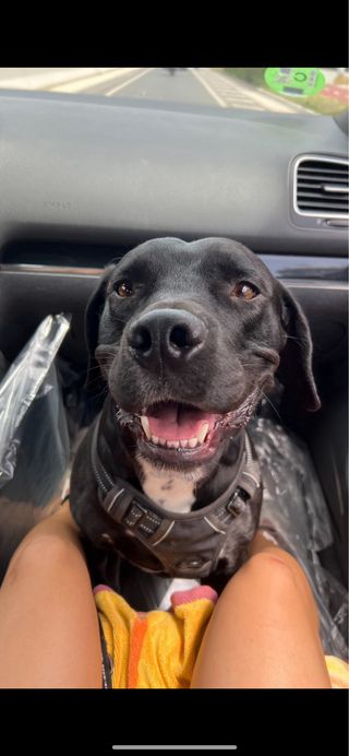 PASEADORA CANINA segur de calafell (y alrededores)