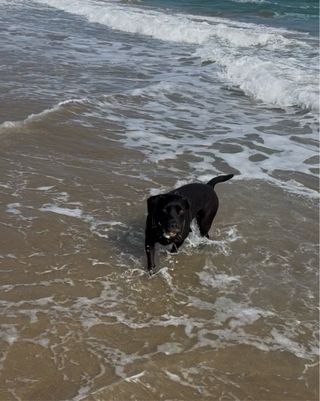 PASEADORA CANINA segur de calafell (y alrededores)