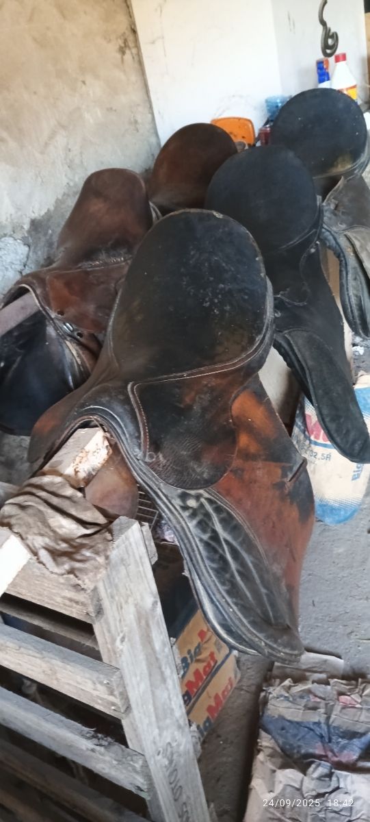 Lote 5 Monturas Inglesas