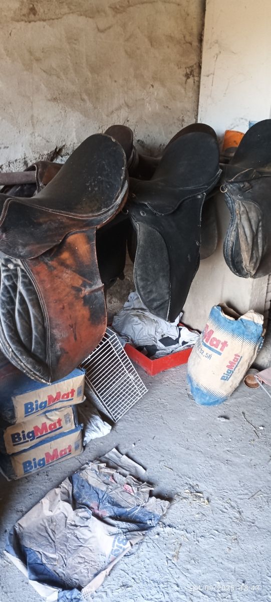 Lote 5 Monturas Inglesas