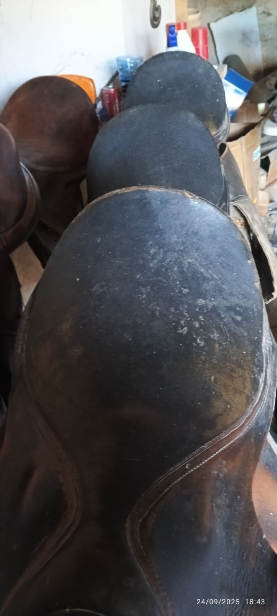 Lote 5 Monturas Inglesas