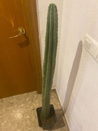 Cactus grande