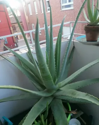 2X3€ Hijuelos de Aloe Vera Barbadensis