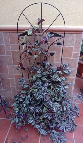 Estructura Hierro con Planta Morada y Verde