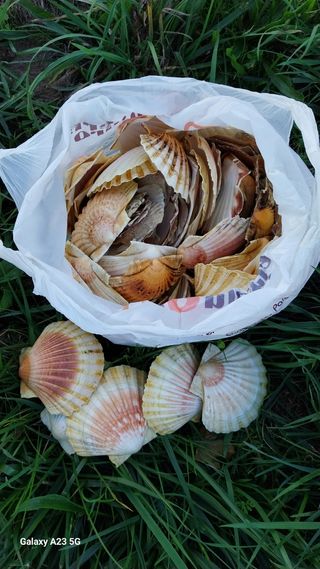 Capesante e conchiglie di Santiago