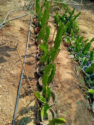 Plantas de pitaya