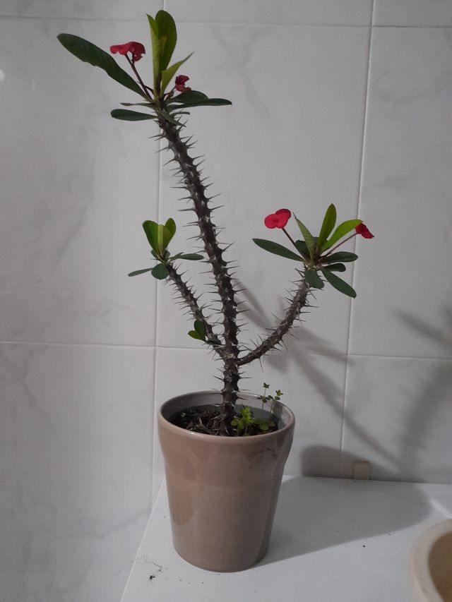 Corona de Cristo o espinas de Cristo