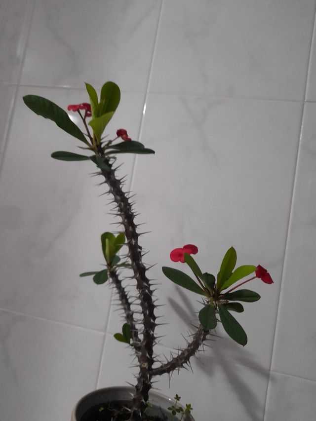 Corona de Cristo o espinas de Cristo