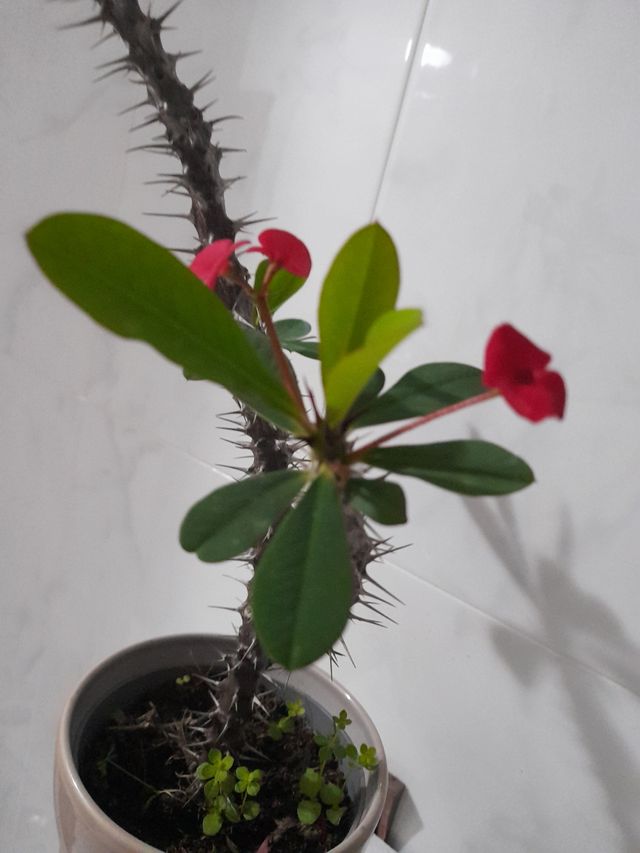 Corona de Cristo o espinas de Cristo