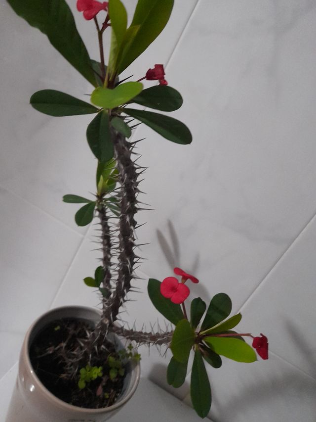 Corona de Cristo o espinas de Cristo