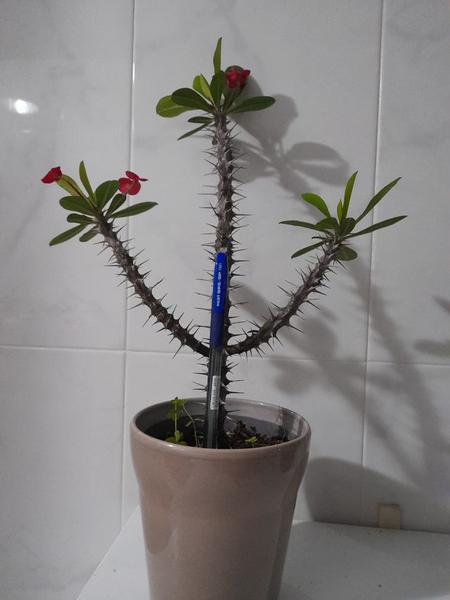 Corona de Cristo o espinas de Cristo