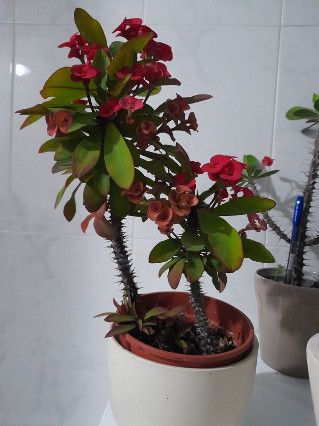 Corona de Cristo o espinas de Cristo