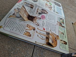 Animales Domésticos (Spanish Edition)