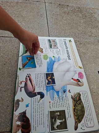 Animales Domésticos (Spanish Edition)