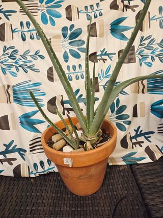 Plantas Aloe Vera en Maceta con diferentes tamaños