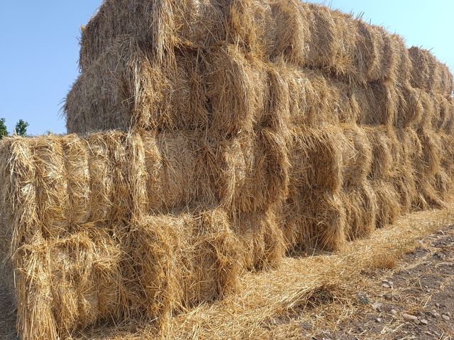 Alpacas grandes de avena