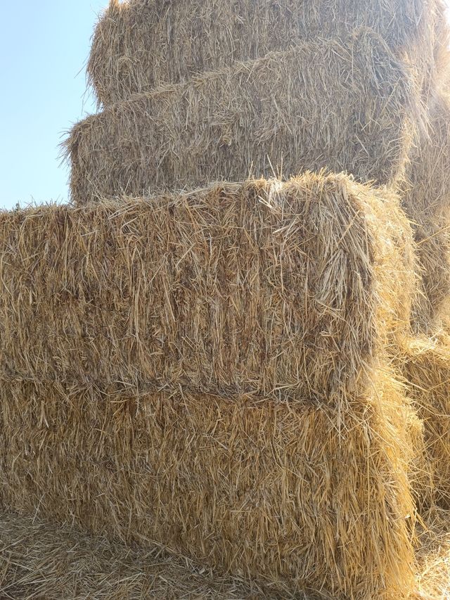 Alpacas grandes de avena