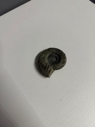 Fossile di Ammonite originale