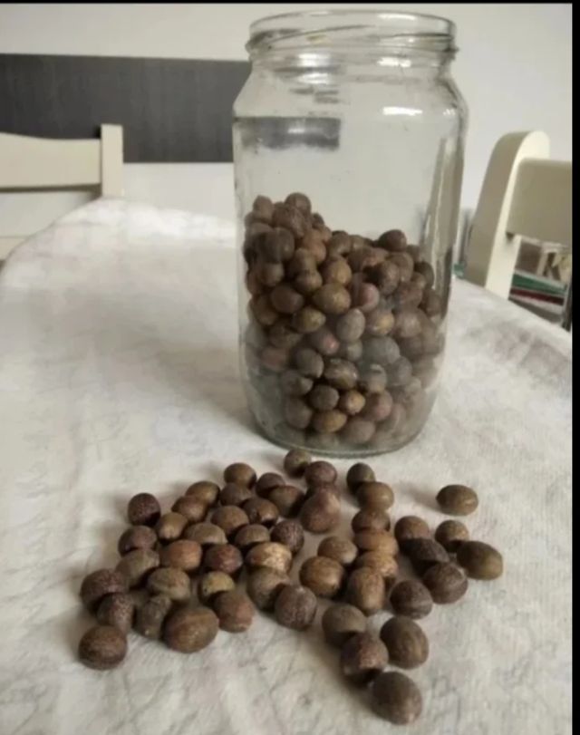 Semi di Alloro, (Laurus Nobilis)