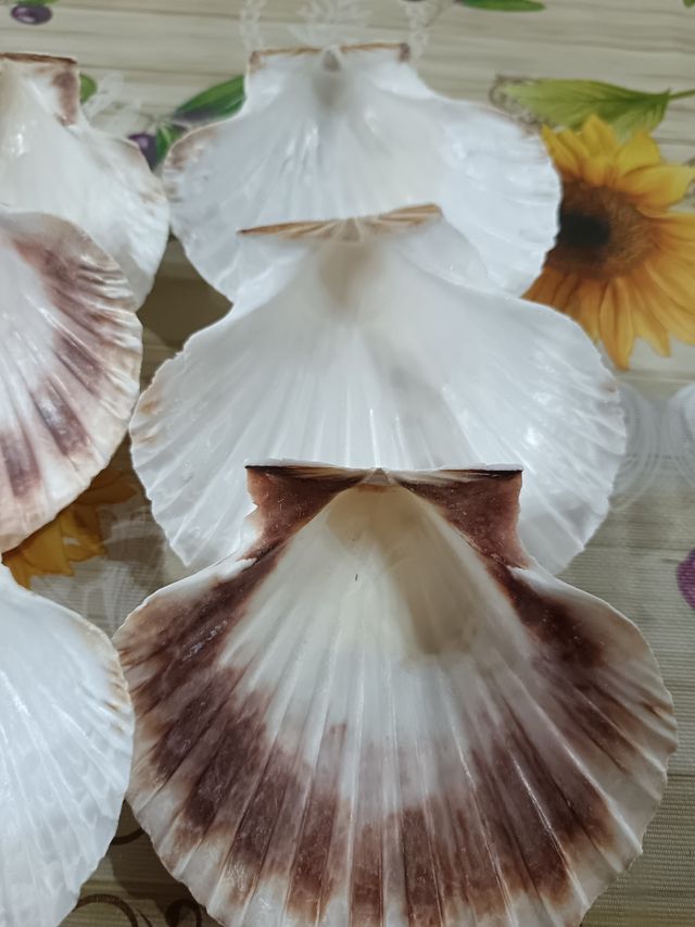 12 Conchiglie di capasanta 