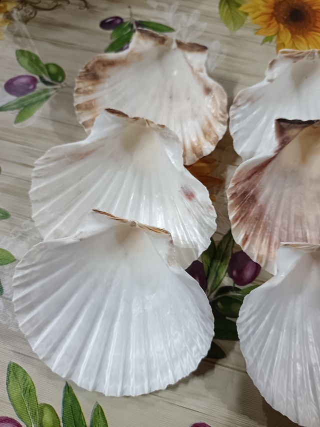 12 Conchiglie di capasanta 