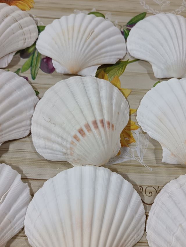 12 Conchiglie di capasanta 