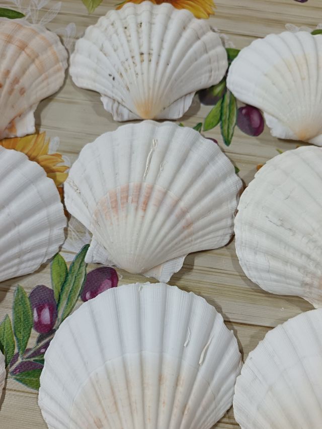 12 Conchiglie di capasanta 