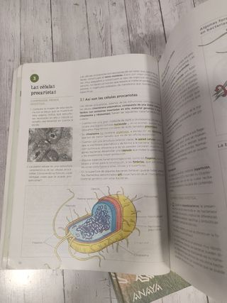 Biología y Geología 4