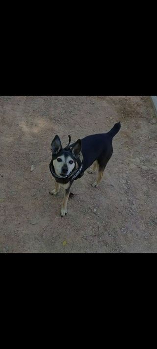 Cuidado y paseo de perros en Córdoba
