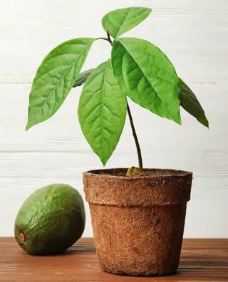 Árboles de Aguacate - Últimas 5 Unidades
