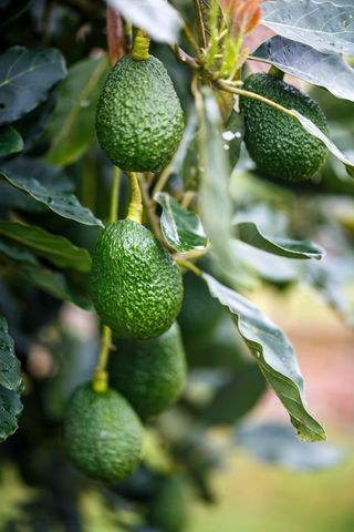 Árboles de Aguacate - Últimas 5 Unidades