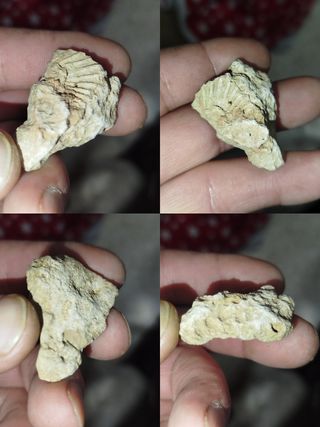 Minerales y Fósiles