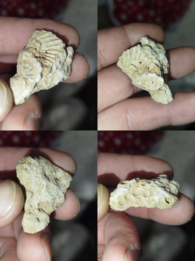 Minerales y Fósiles