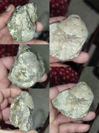 Minerales y Fósiles