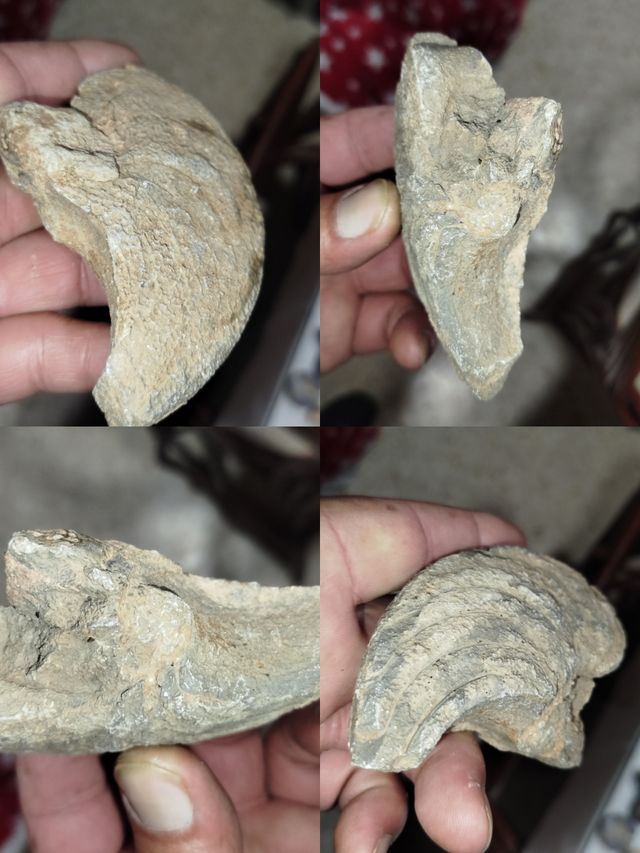 Minerales y Fósiles