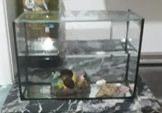 Terrario o pecera  tapadera de cristal.No envio