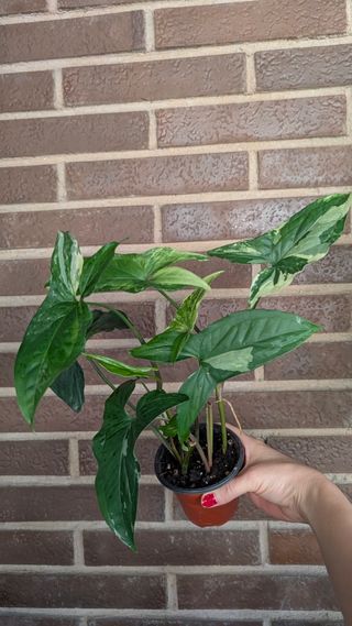 Syngonium Albo Variegata