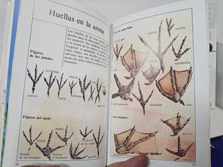 4 libritos para la naturaleza en cada estación año