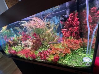 Fantastico Lote de 18 plantas de acuario