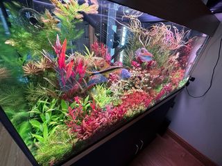 Fantastico Lote de 18 plantas de acuario