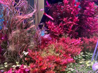 Fantastico Lote de 18 plantas de acuario